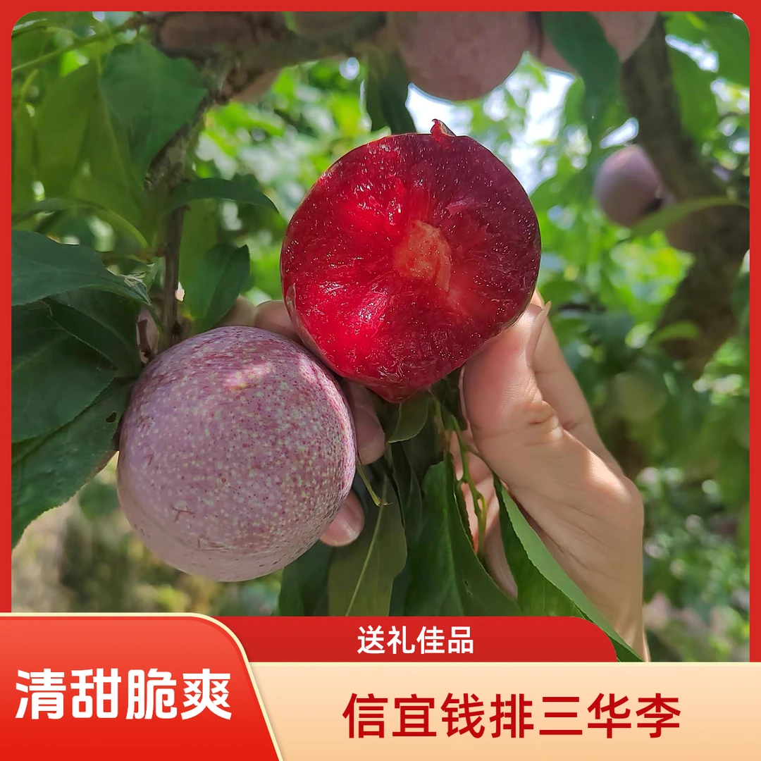 信宜钱排三华李新鲜现摘三华红心李清甜脆爽李子送礼佳果尝鲜