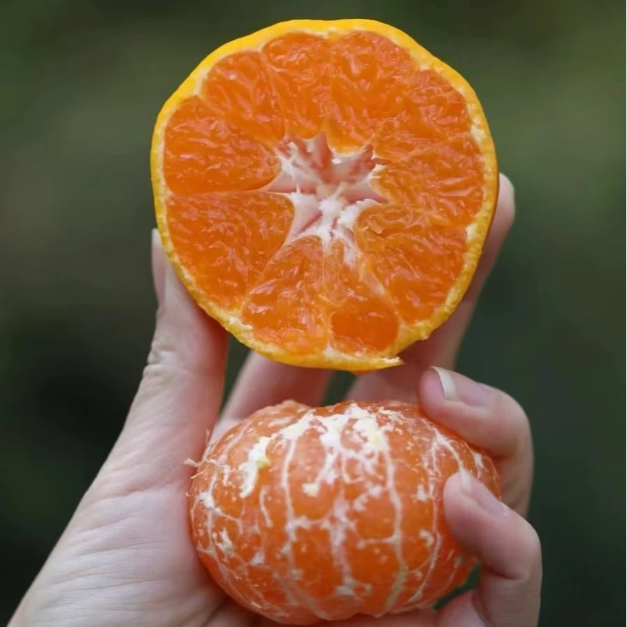 正宗砂糖橘树苗南北方可种植适合庭院阳台地栽盆栽