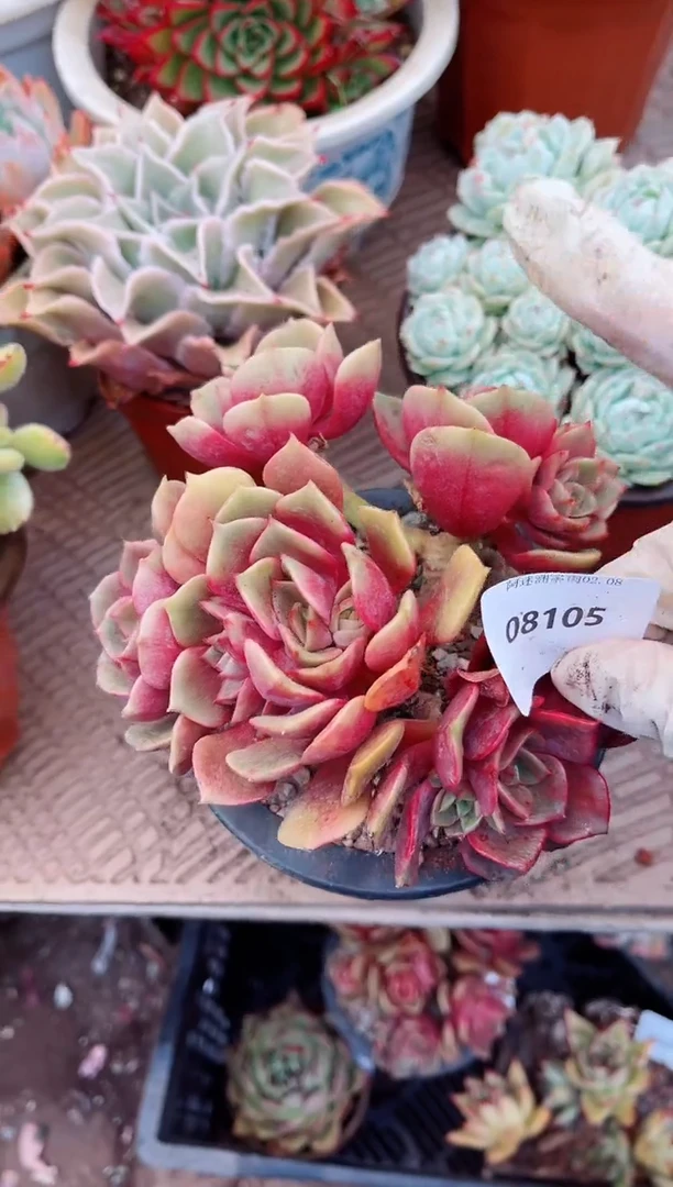 【闪购商品】08105