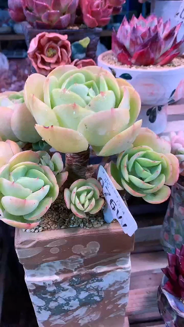 【闪购商品】076WWW