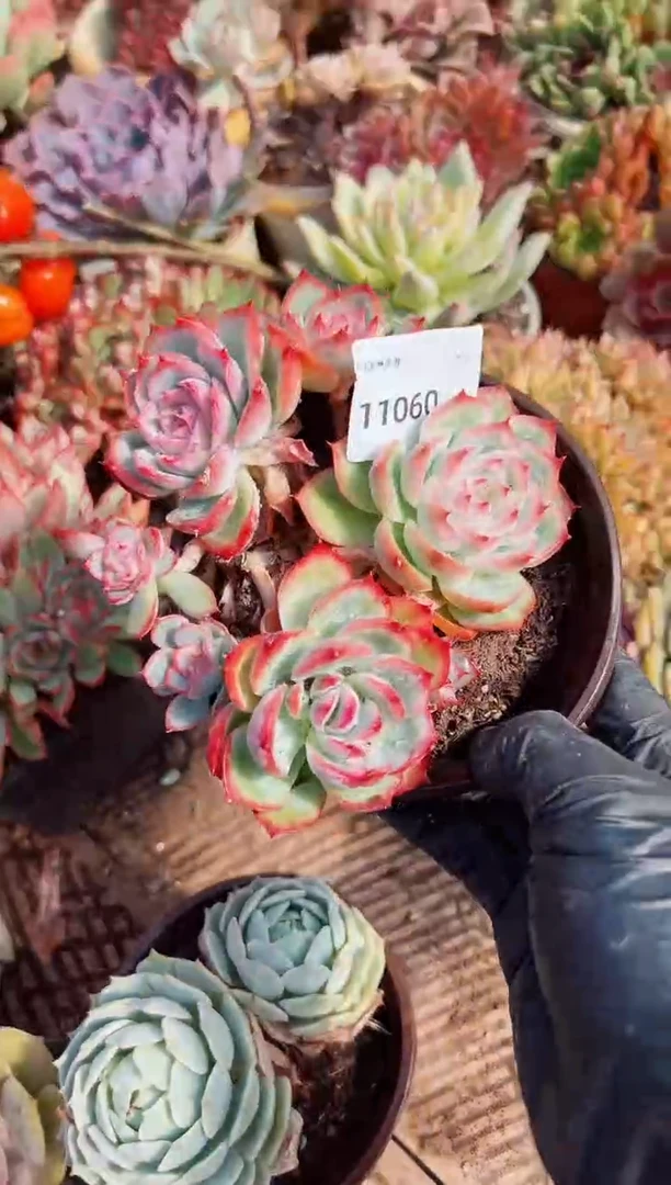 一****歌多肉植物一物一拍11060