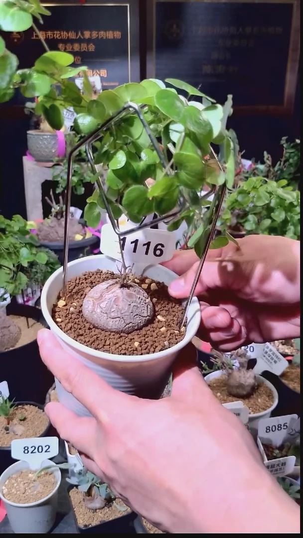 1116号1229精品植物南非龟甲龙单颗