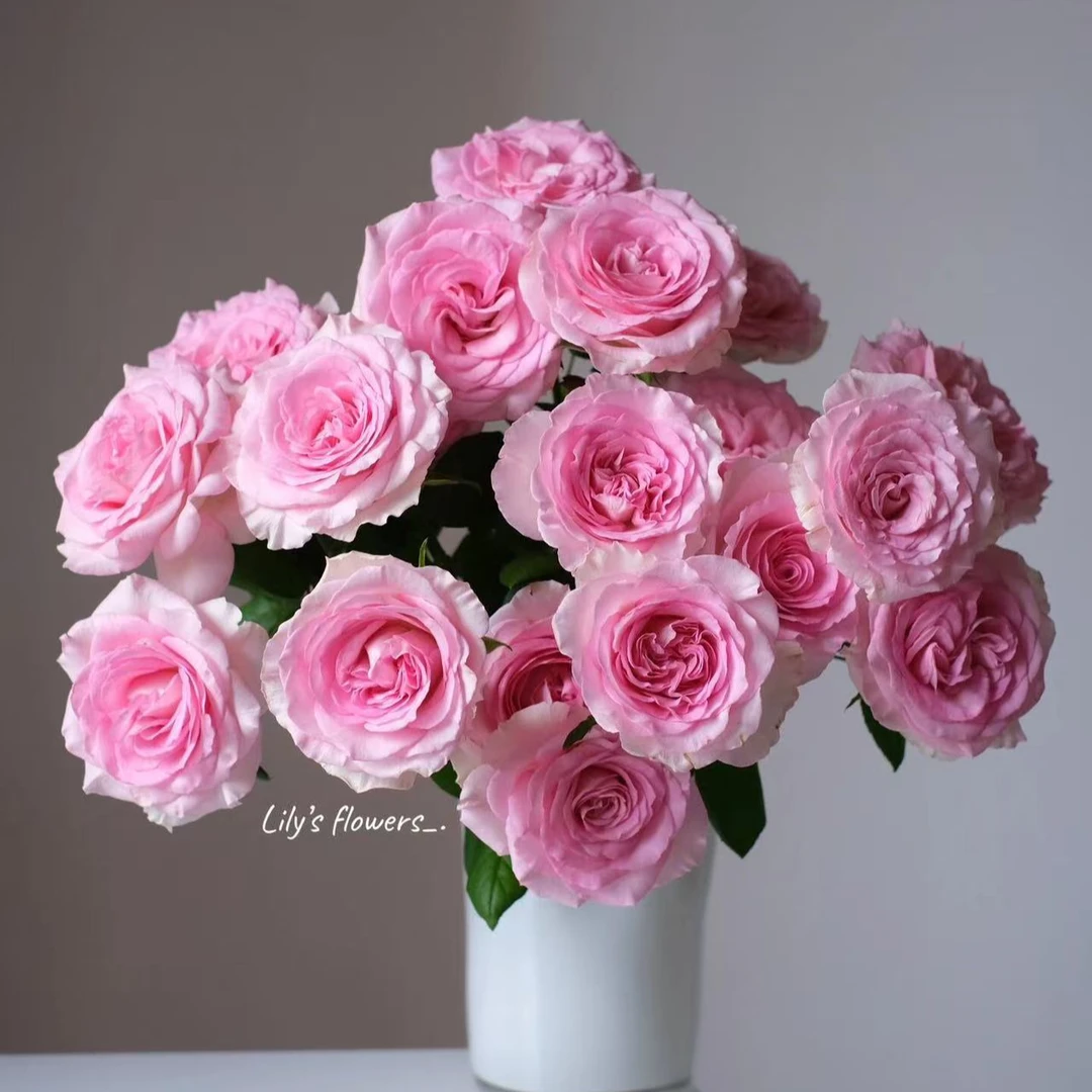 十 弌【香水洛神玫瑰】任意两单鲜花顺丰或京东德邦