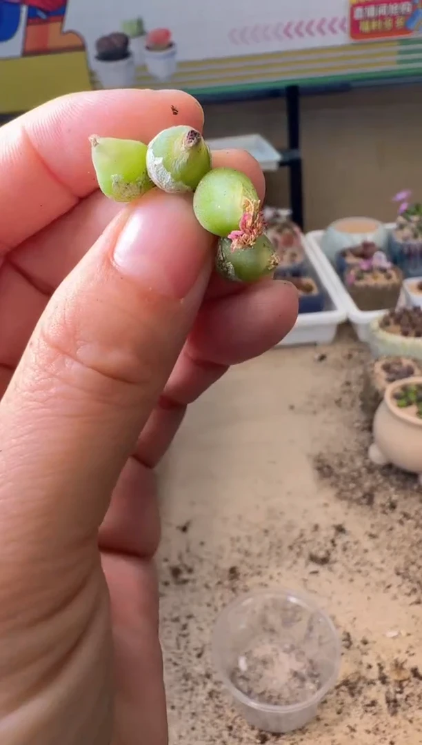 5-349多肉植物肉锥