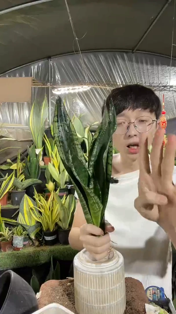 繁星裸根7.5.....