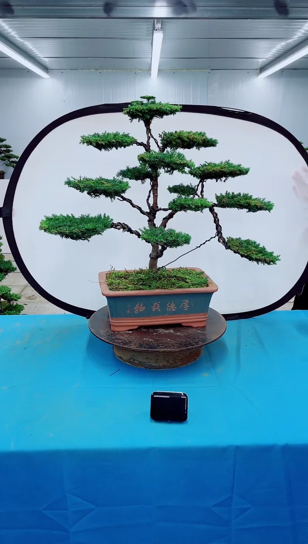 无花朵00000000000