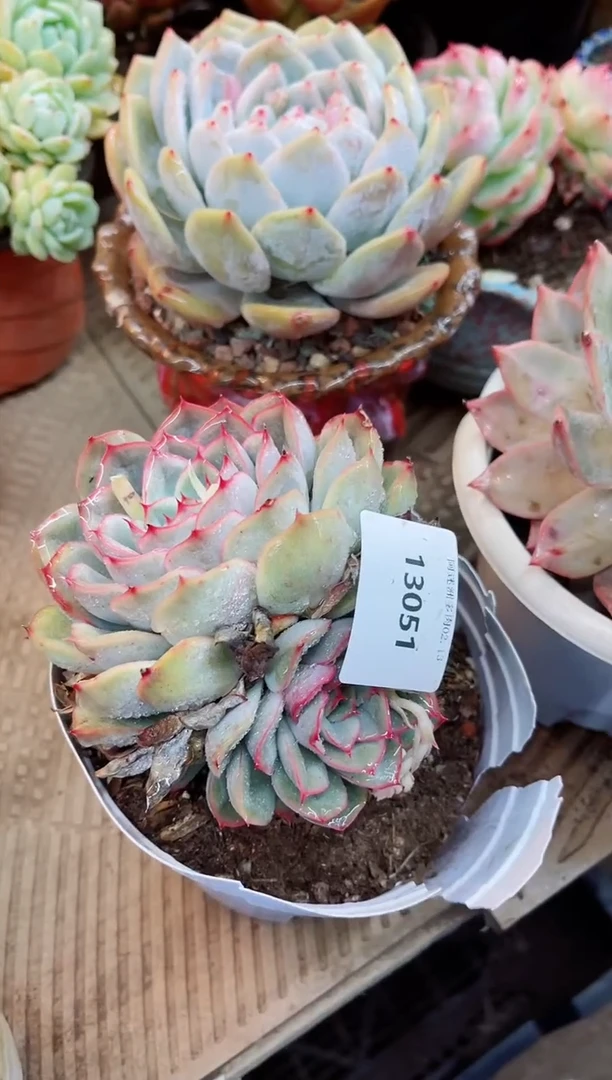 【闪购商品】13051