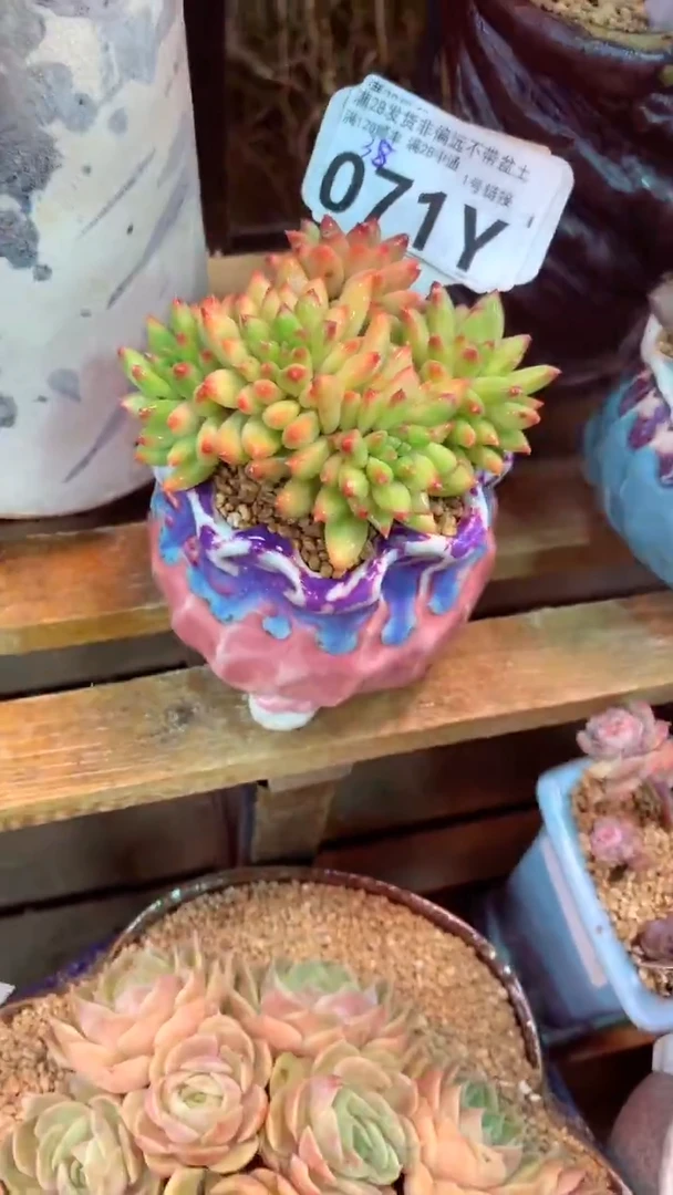 071Y（一物一拍实付满28发货，默认不带盆土）