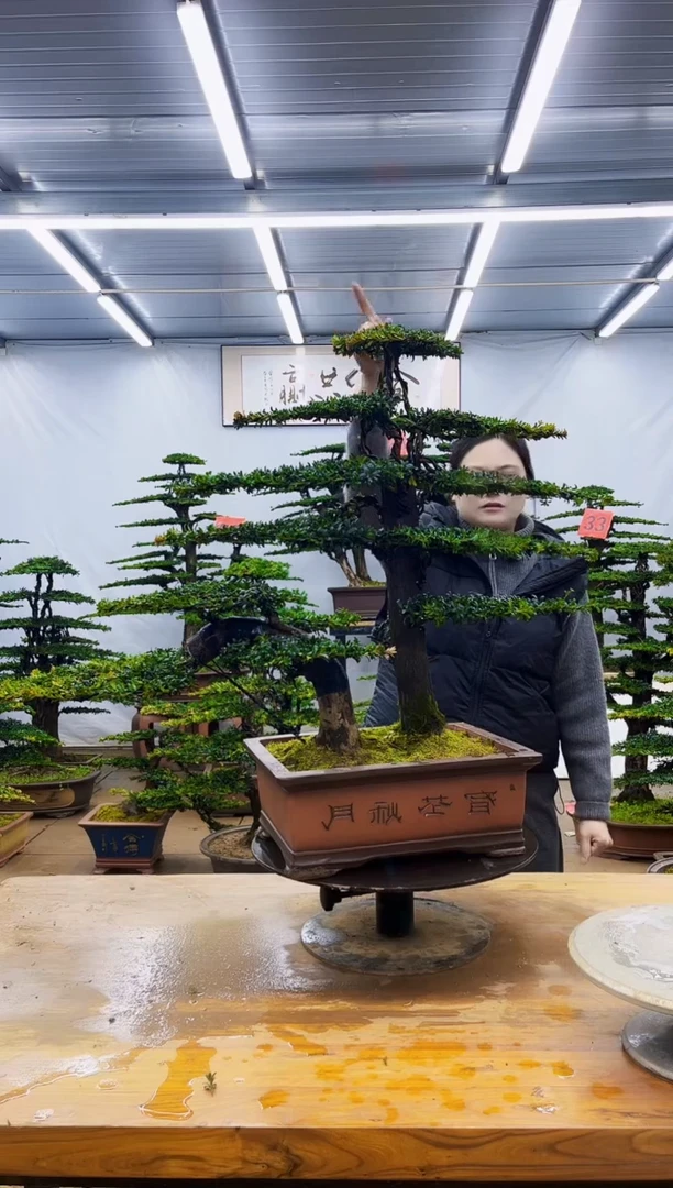 无花朵一物一拍·所见即所得