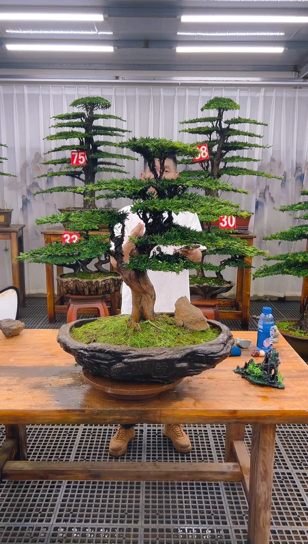 无花朵奋**强精品盆景直播间一物一拍