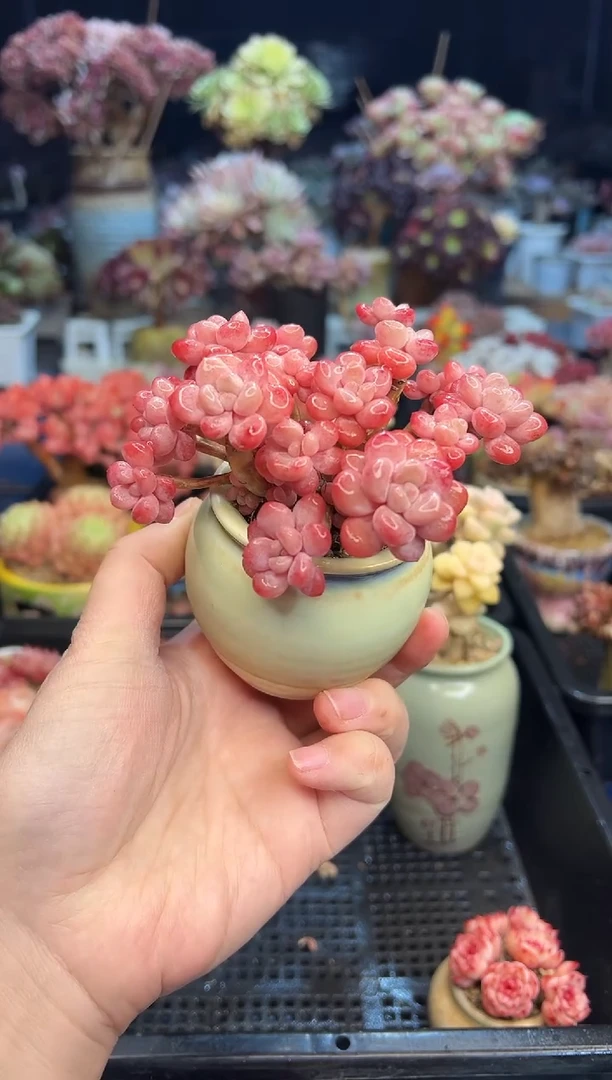 【闪购商品】370不带盆