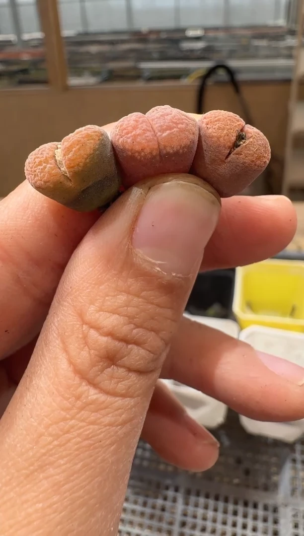 多肉植物肉锥2-155