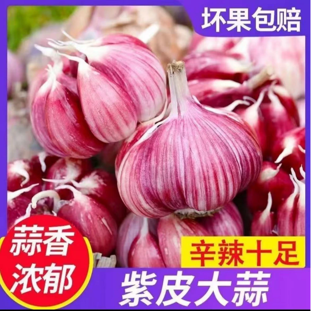 [可腌糖醋蒜]25年紫皮大蒜新鲜大蒜发货皮薄多肉现挖现发zc