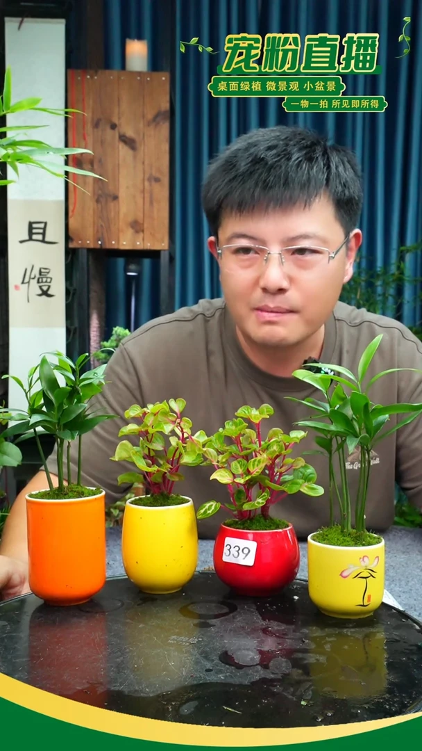 无花朵暴*苔藓微景观339号