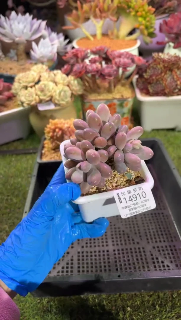 【闪购商品】14910