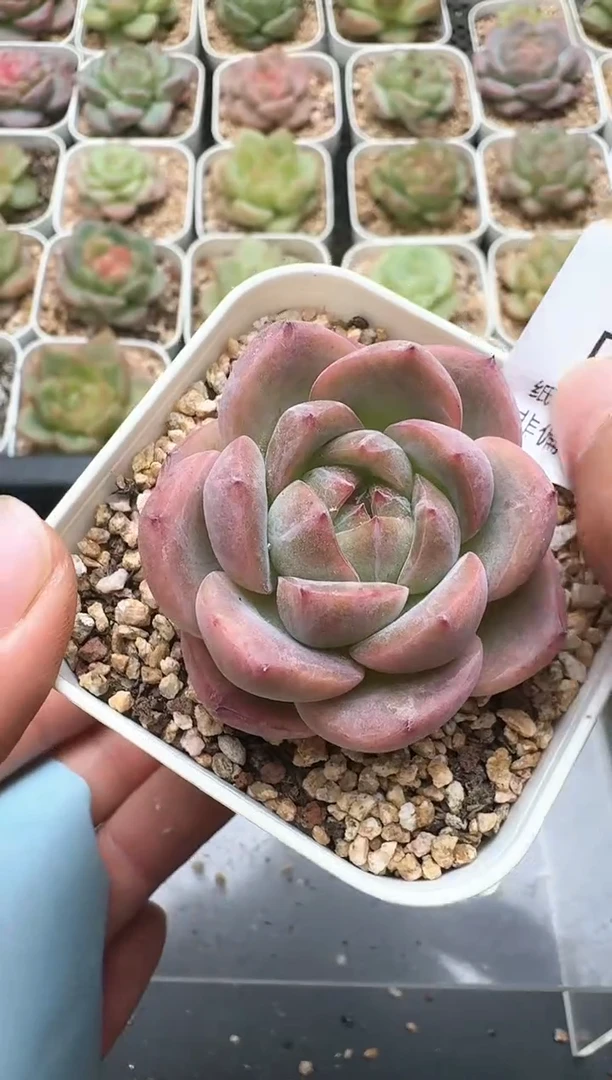 117D云禹多肉植物 带盆土纸巾打包 3颗包邮