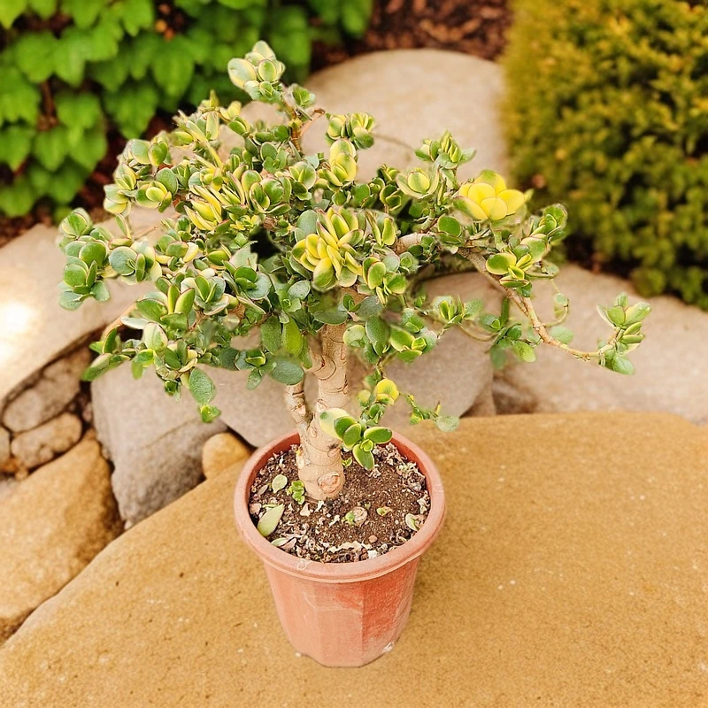 超大黄金玉树老桩 多肉植物好种好养 新手必备老手必养  品牌直径