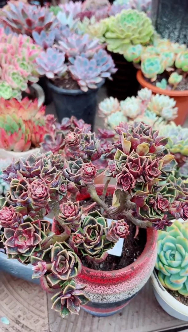 魔*25043多肉植物一物一拍