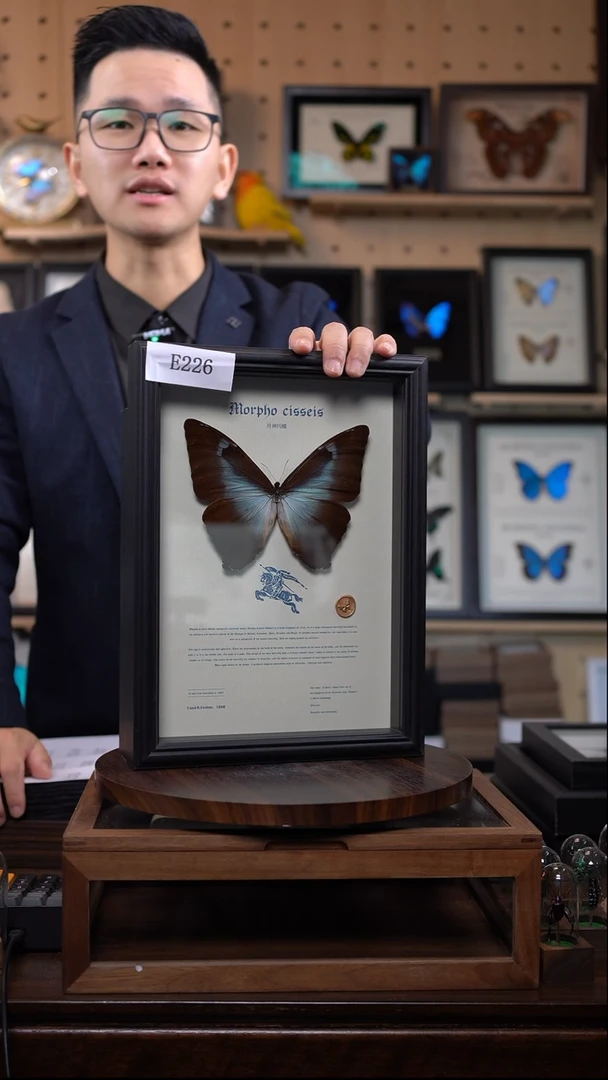 蝴蝶标本摆件竞拍月神闪蝶g亚e226