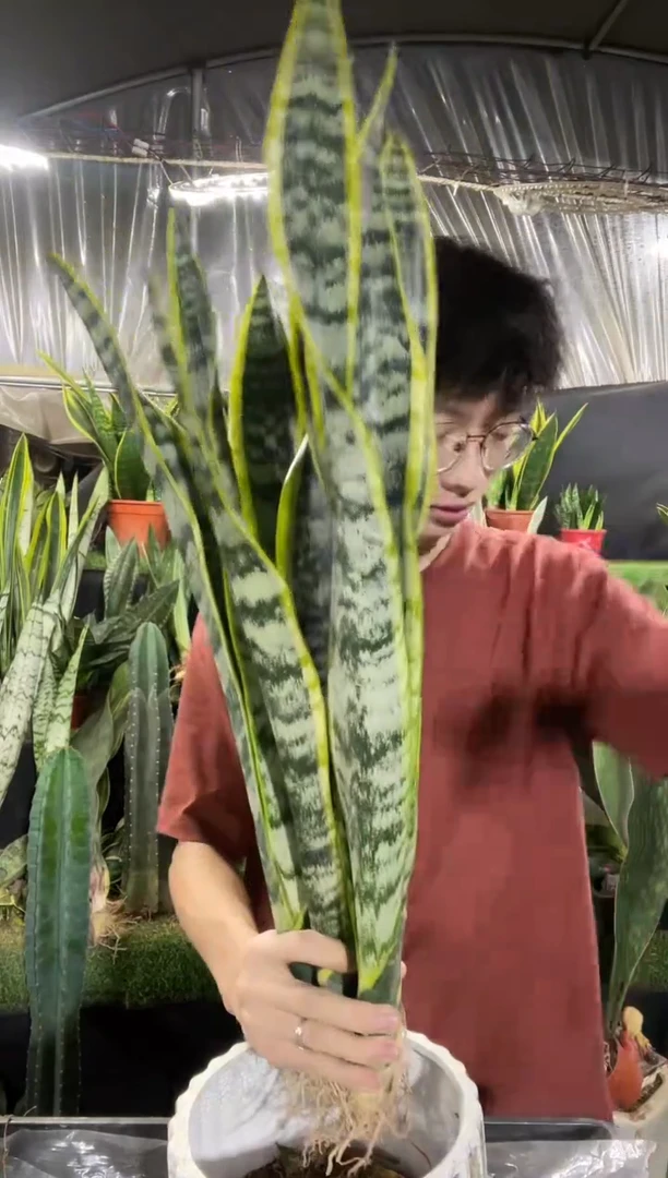 高脚金边裸根5棵15.8