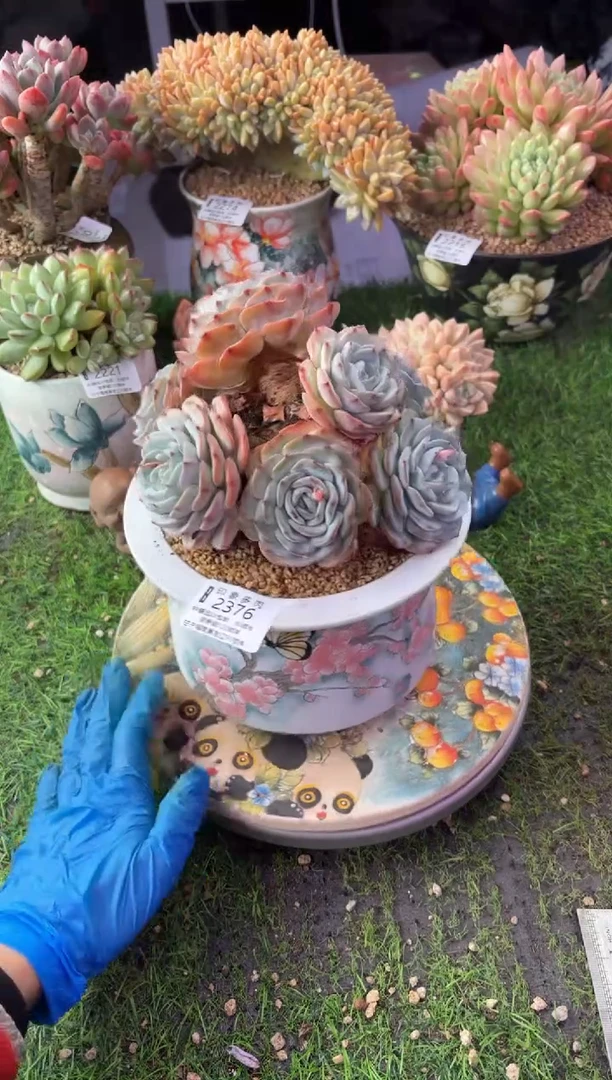 昆明印象多肉2376