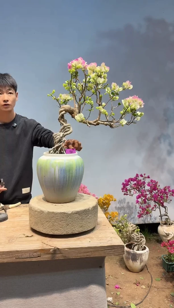 以实际为准W****e三角梅90