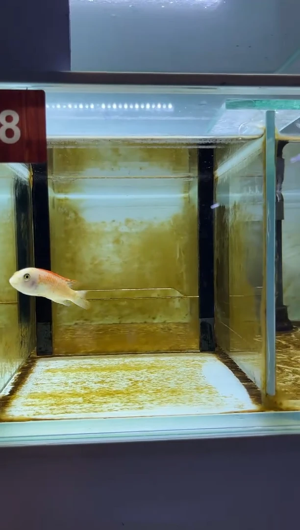 海水鱼三湖慈鲷人工