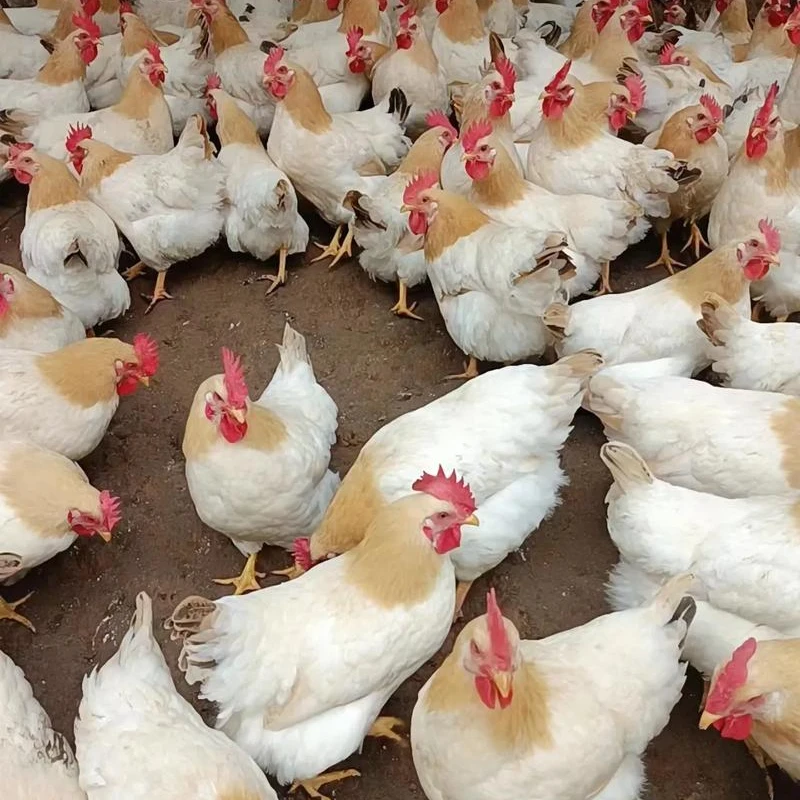 【活体】宠物观赏古典鸡2母