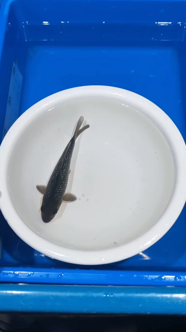 锦鲤004-大日黄猿银鳞黑钻（锦鲤统一发顺丰空运到付）