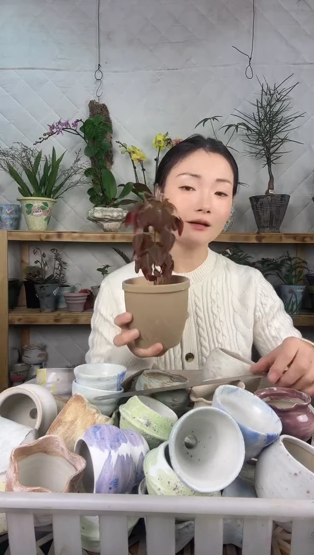 无花朵?****猫火蕨加盆一套477