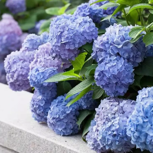 稀缺绣球一物一拍迎接618大促！