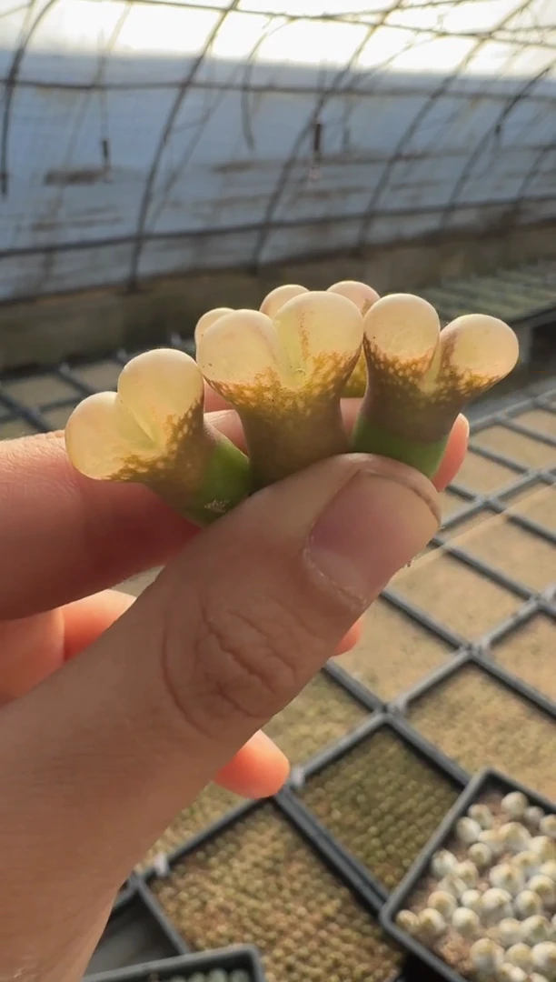 【天津专属】175多肉植物肉锥黑紫体风铃一颗
