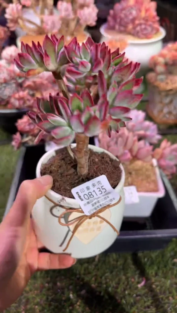 【闪购商品】08135脱土带盆