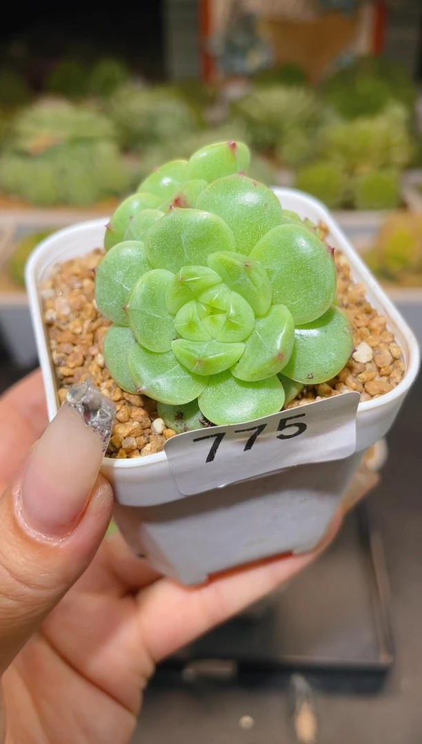 小**?775顶级Y-11