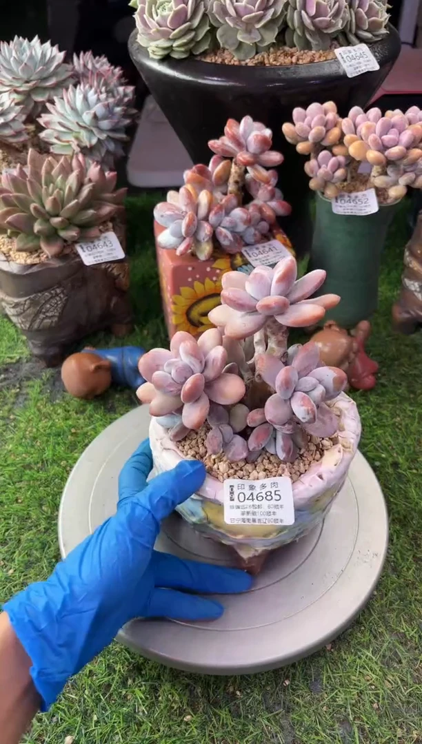 昆明印象多肉04685