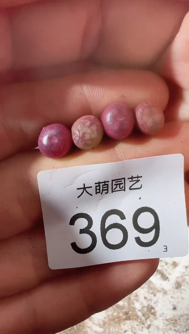 【闪购商品】++++369