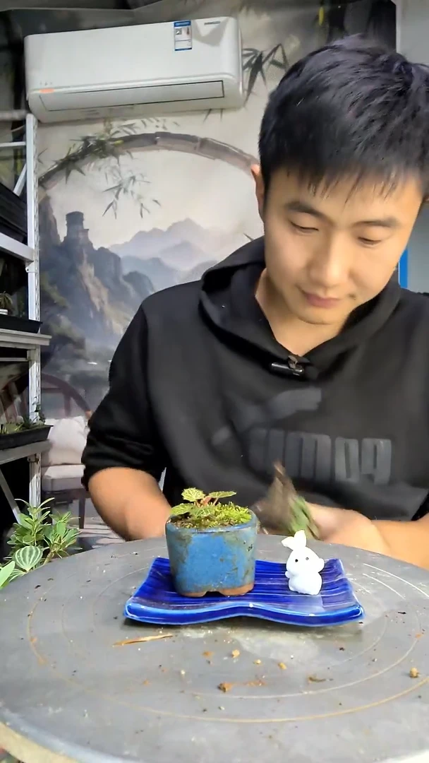 琦*中青园艺一物一拍191