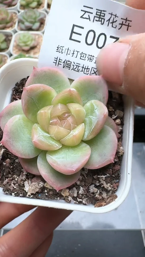 074E云禹多肉植物 带盆土纸巾打包 3颗包邮