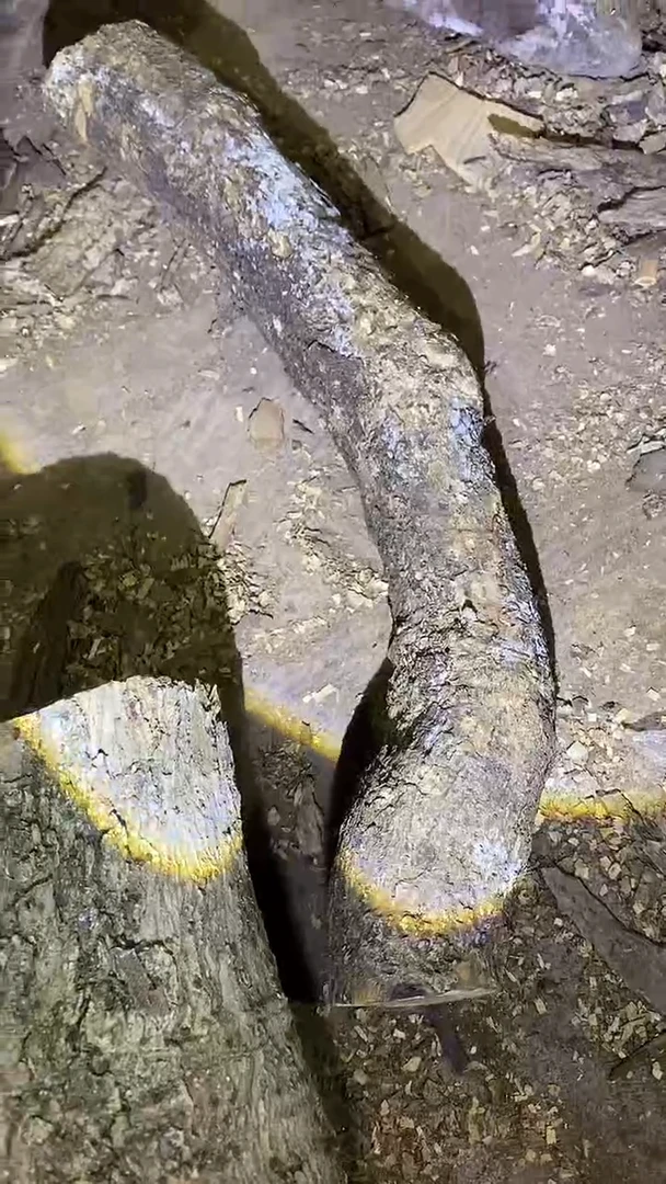 小叶桢楠金丝楠木