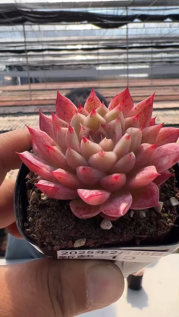 【闪购商品】新款多肉-15