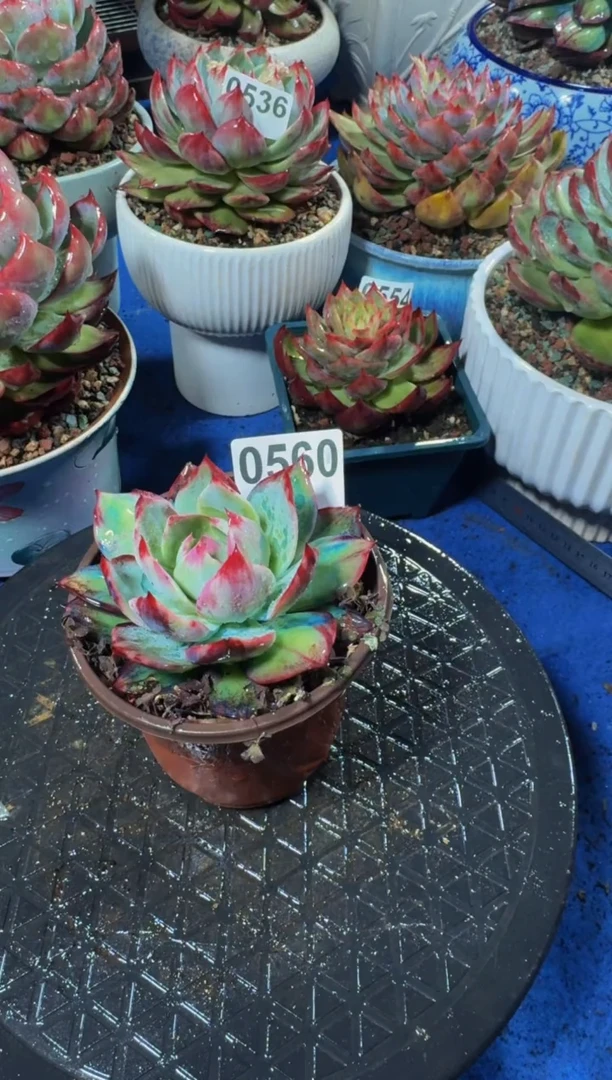 【闪购商品】0560惊鸿仙子(裸根发货)