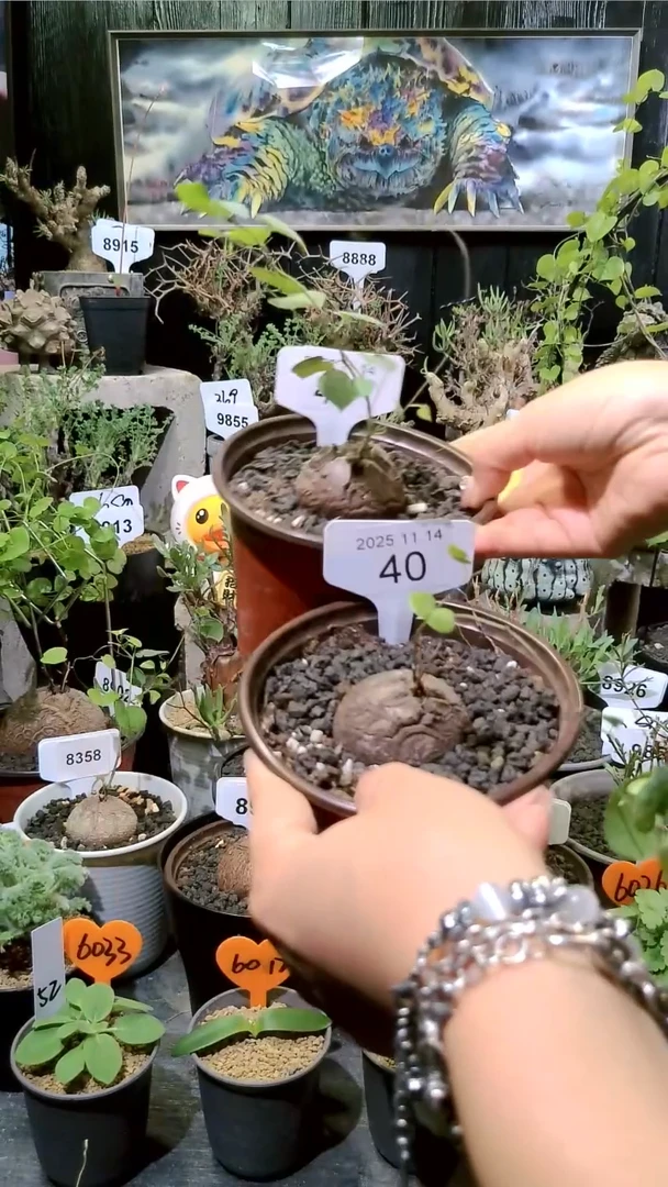 40号1114福利南非龟甲龙买一送一