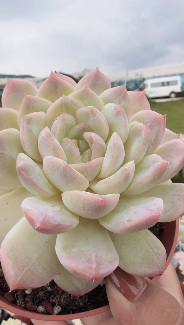 东云多肉园新款-144