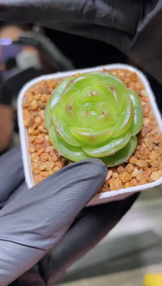 1282 翡冷翠S级（小号）  3.0-3.5厘米左右 量拍随机发