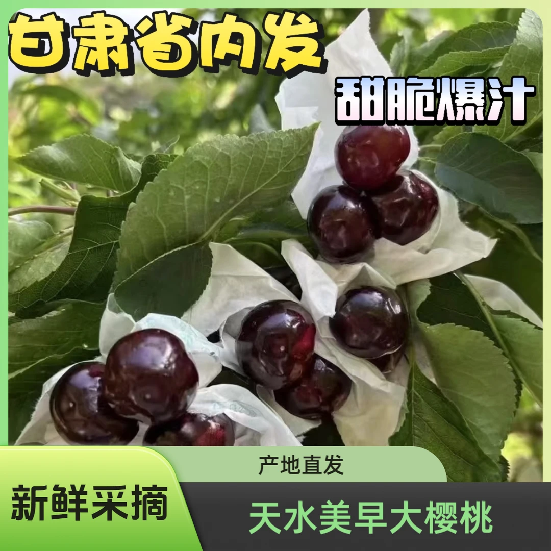 【发甘肃省内】【三耀甄选】甘肃天水美早套袋大樱桃高山旱地产地发货