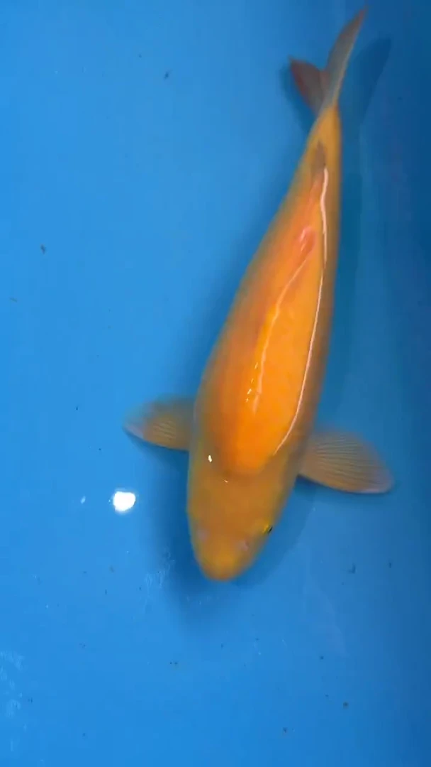 锦鲤锦鲤八戒36cm-45cm不包邮到付 包损