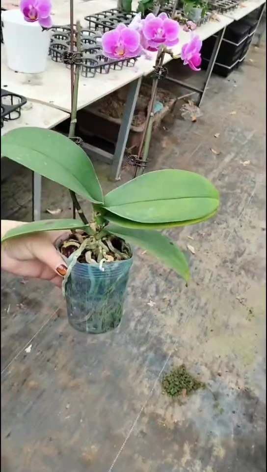 完全开放小可爱 闪购