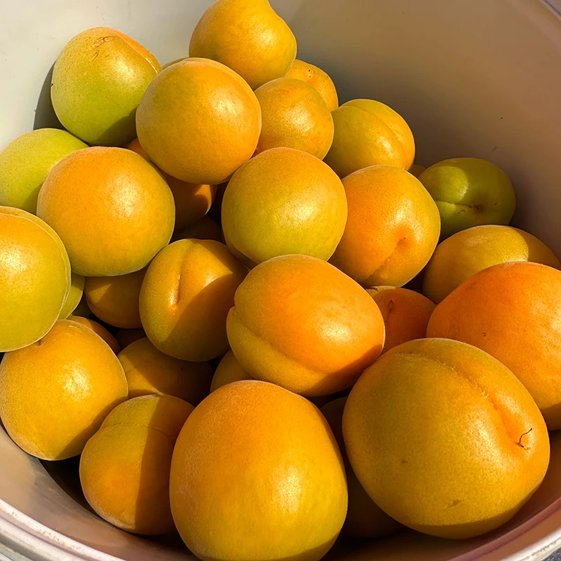 正宗山西大黄杏应当季新鲜水果大黄杏孕妇脆酸甜可口微黄非青杏子