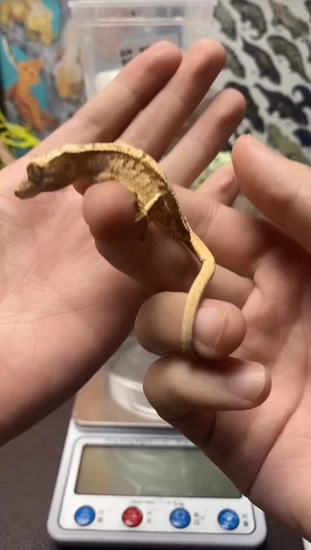 睫角守宫鳞与尾 Scale Tail 爬宠HJ3