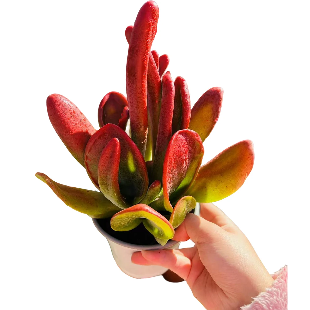 火狐狸多肉植物盆栽阳台庭院室内外好养净化空气新手好养脱土发